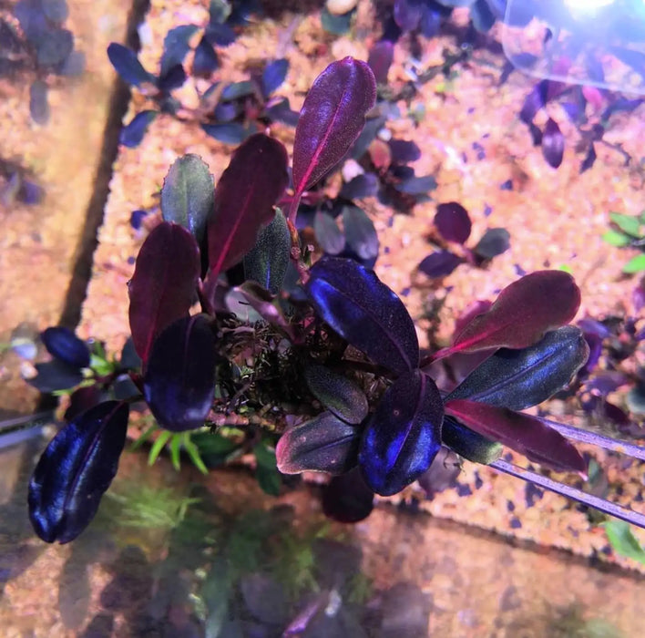 Bucephalandra sp. ’super red’ [submersed] - regular (~3cm)