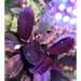 Bucephalandra sp. ’super red’ [submersed] - regular