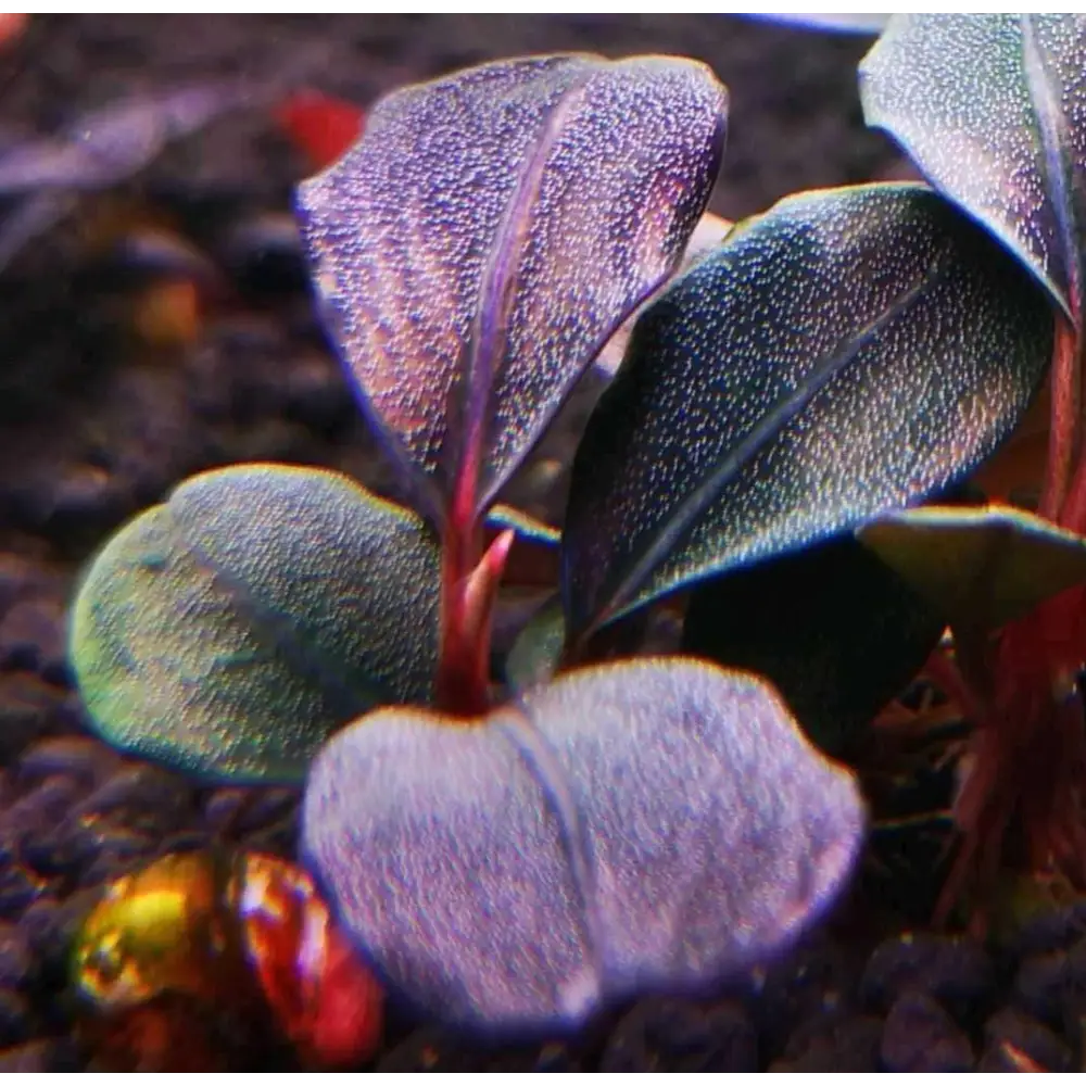 SSD　Bucephalandra sp. Helena clump Topick Aquarium - Bucephalandra sp. 'Helena Thick'