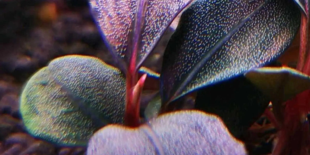Topick Aquarium - Bucephalandra sp. 'Supreme Helena 2013 '