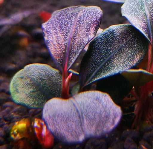 Bucephalandra sp. ’supreme helena 2013 ’ [submersed]