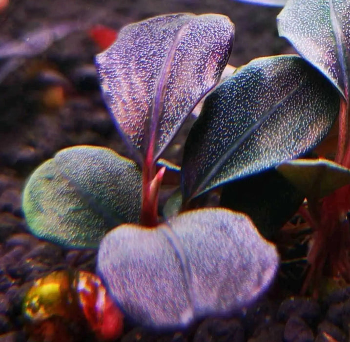 Bucephalandra sp. ’supreme helena 2013 ’ [submersed]