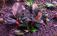 Bucephalandra sp. ’supreme helena 2013 ’ [submersed]