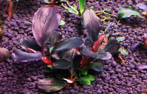 Bucephalandra sp. ’supreme helena 2013 ’ [submersed]