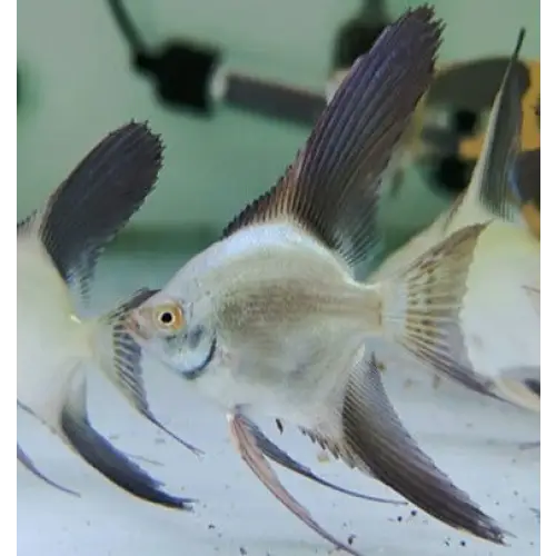 Bulgarian sealpoint angelfish - livestock