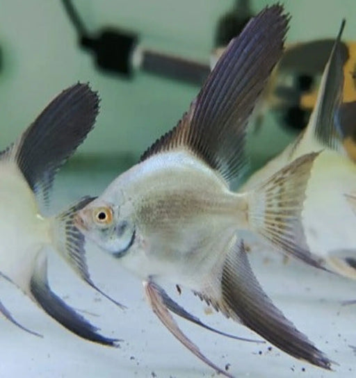 Bulgarian Sealpoint Angelfish - Topick Aquarium