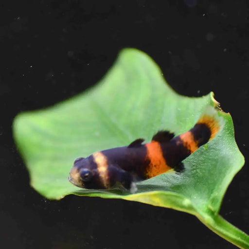 Bumble bee goby - livestock