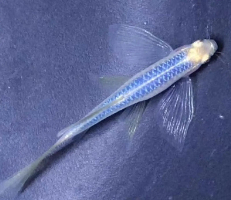 Butterfly Blueberry Danio - Topick Aquarium Canada