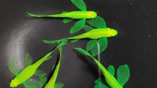 Butterfly neon green danio - livestock