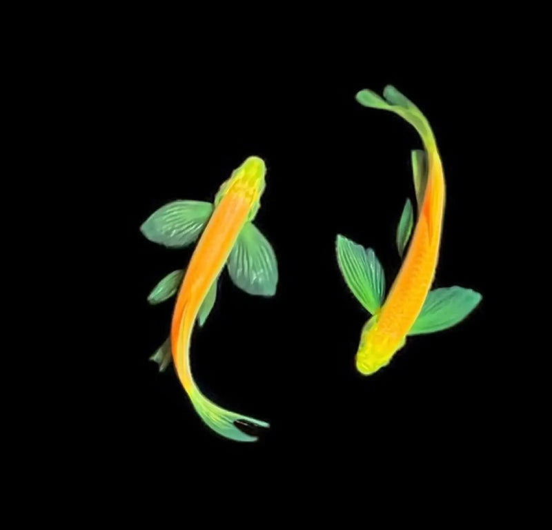 Butterfly Neon Orange Danio - Topick Aquarium Canada