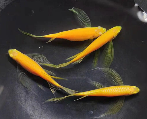 Butterfly neon yellow danio - livestock