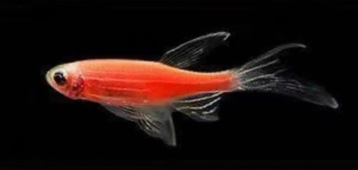 Butterfly red danio - livestock