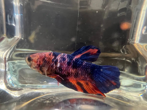 Candy betta - #1001 - livestock