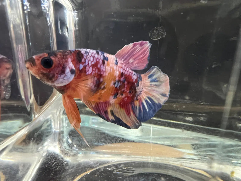 Candy betta - #1002 - livestock