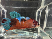 Candy betta - #1003 - livestock