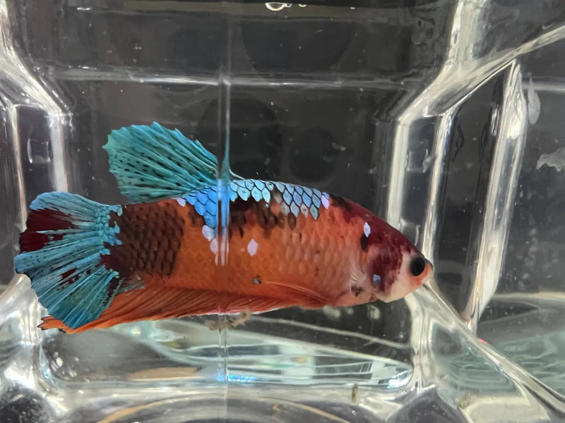 Candy betta - #1003 - livestock