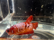 Candy betta - #1004 - livestock