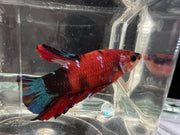 Candy betta - #1005 - livestock