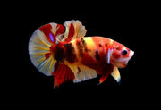 Candy betta - livestock