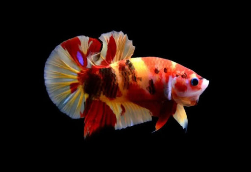 Candy betta - livestock