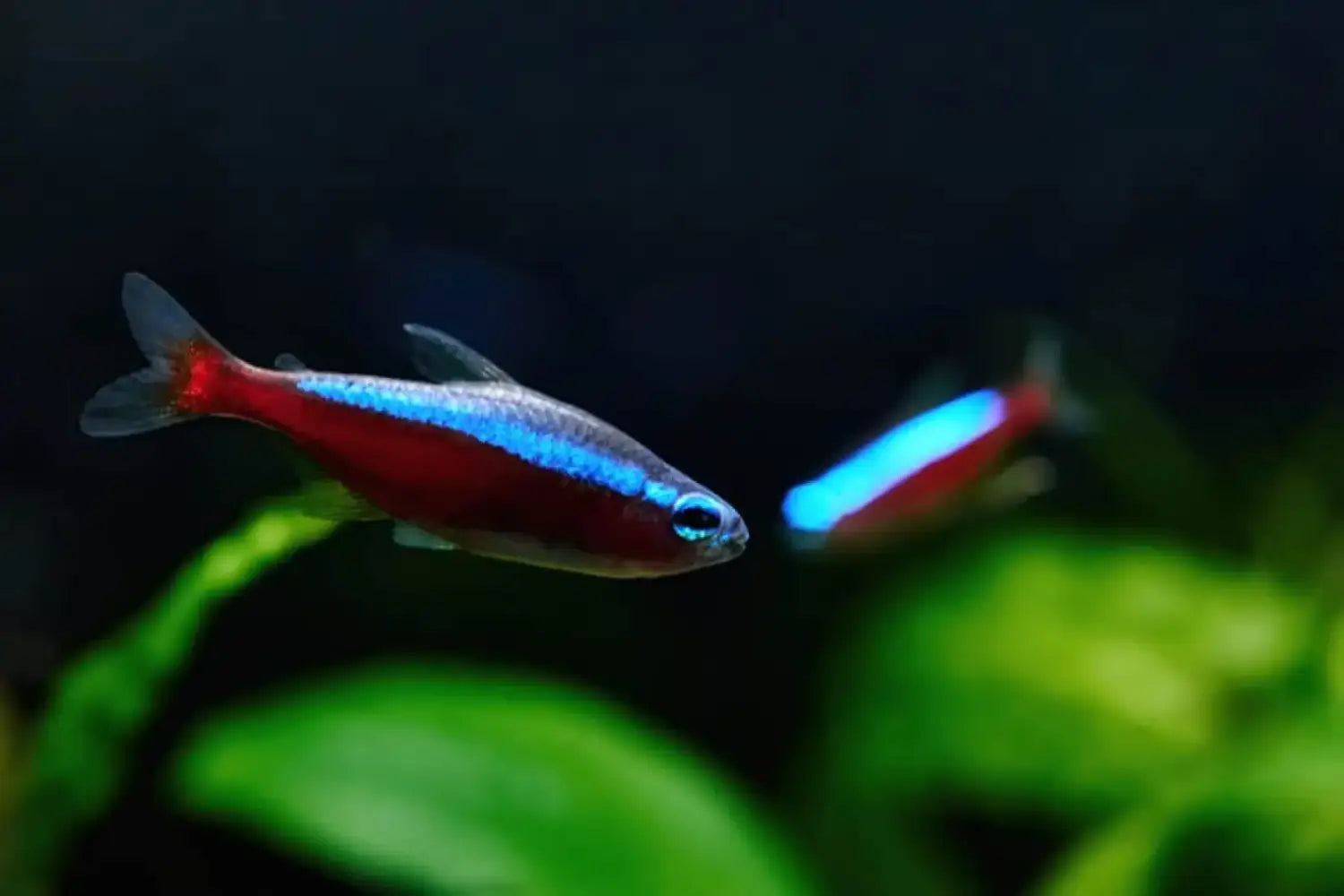 Cardinal tetra - livestock