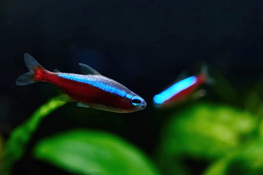 Cardinal tetra - livestock