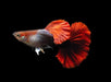 Cauliflower brazilian red hd guppy - pair - livestock