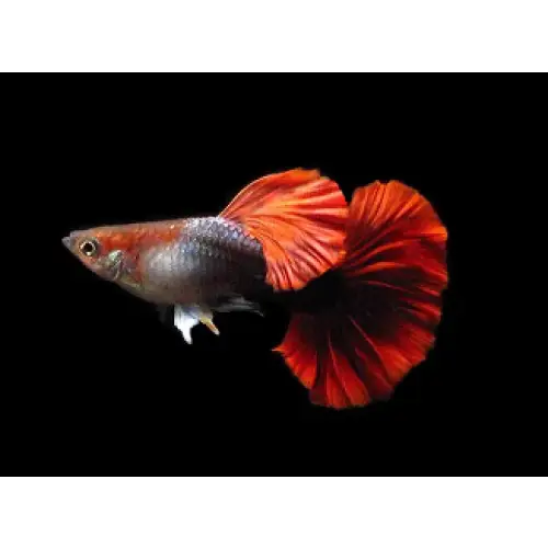 Cauliflower brazilian red hd guppy - pair - livestock