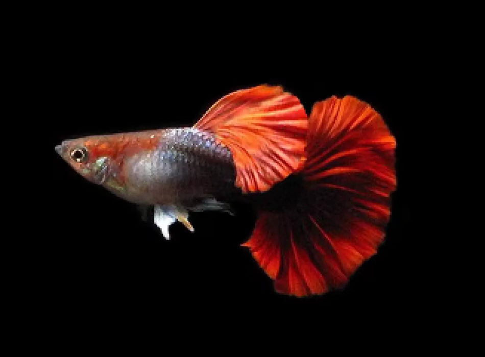 Cauliflower brazilian red hd guppy - pair - livestock