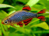 Celestial pearl danio (galaxy rasbora) - livestock