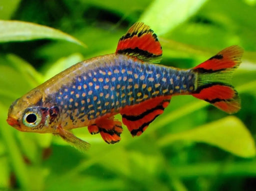 Celestial pearl danio (galaxy rasbora) - livestock
