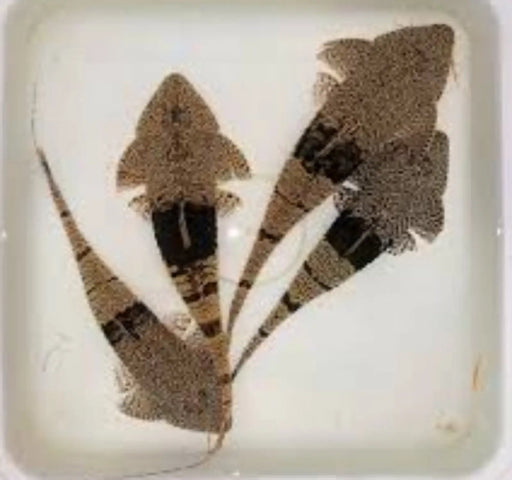 Chameleon whiptail (pseudohemiodon aphitanos) - jumbo