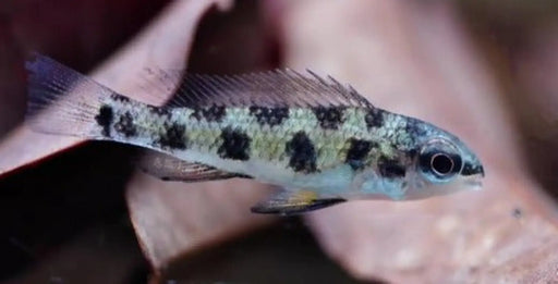 Checkerboard cichlid - single fish - livestock