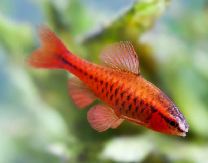 Cherry Barb - Topick Aquarium Canada