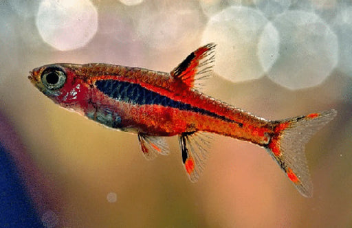 Chili rasbora (boraras brigittae) - livestock