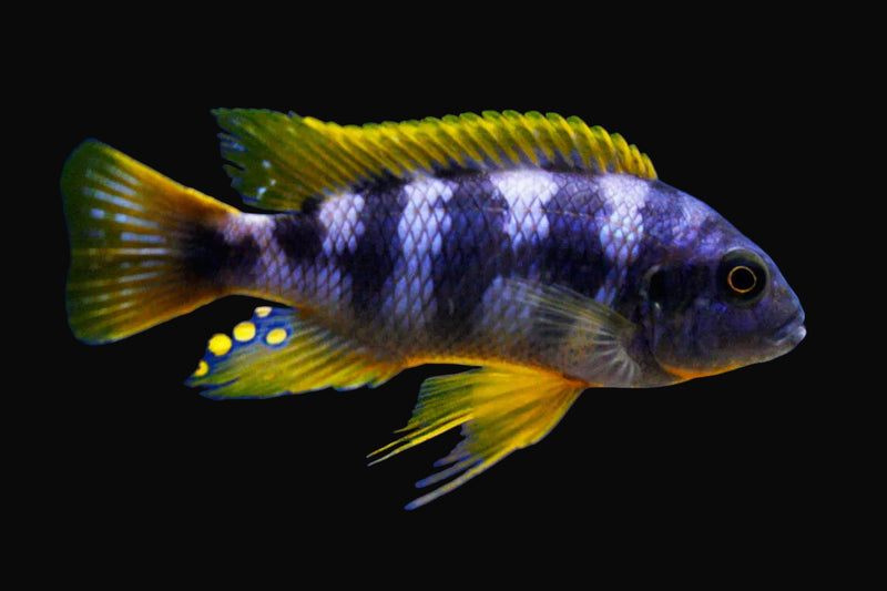Chitimba Petrotilapia (Petrotilapia sp. "Chitimba")
