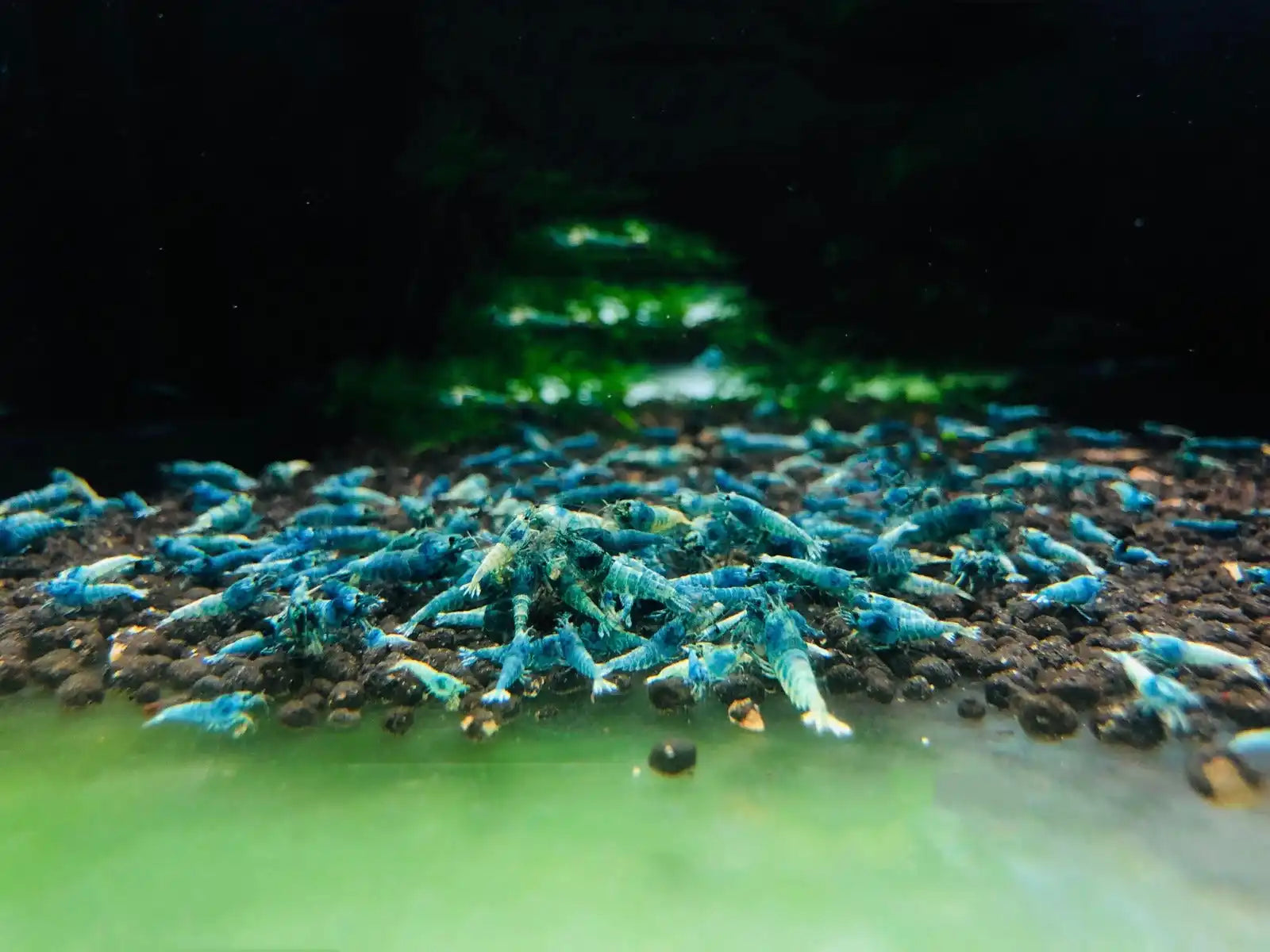 Cluster of blue shrimp.