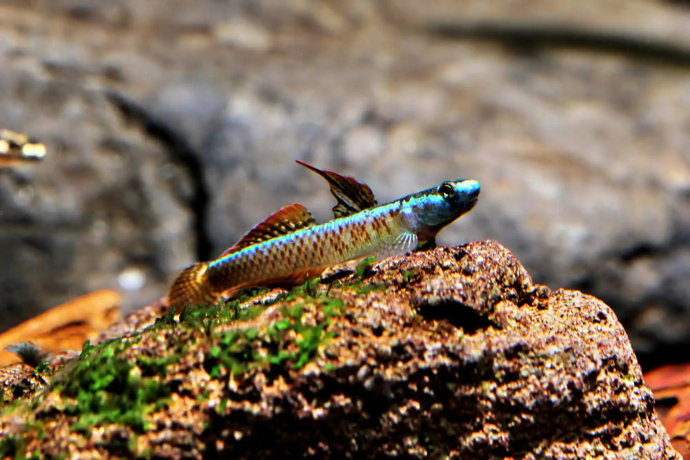 Small, colorful goby fish.