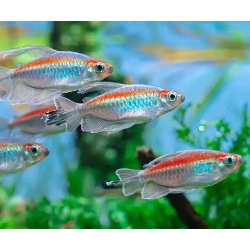 Congo tetra - male - livestock