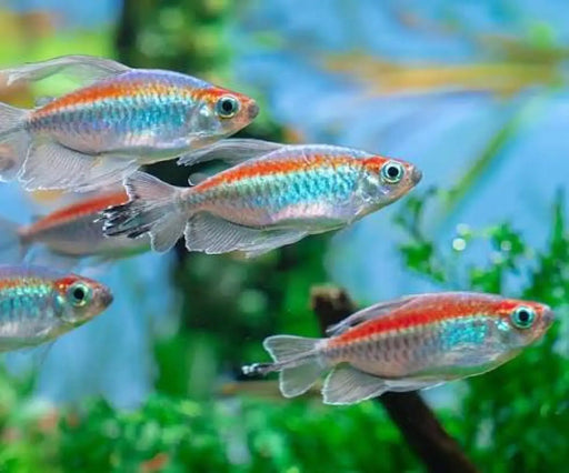Congo tetra - 1 male - livestock