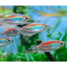 Congo tetra - male - livestock