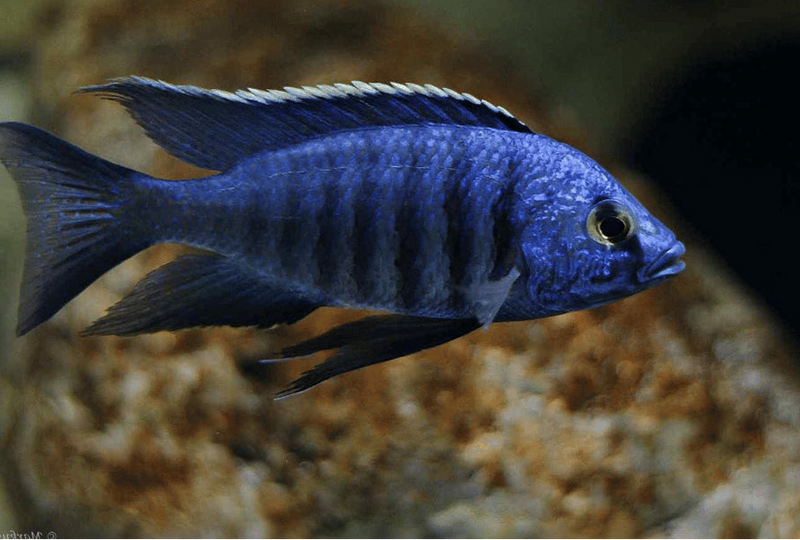 Azureus Hap (Copadichromis azureus)