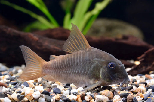 Corydoras concolor - animals & pet supplies