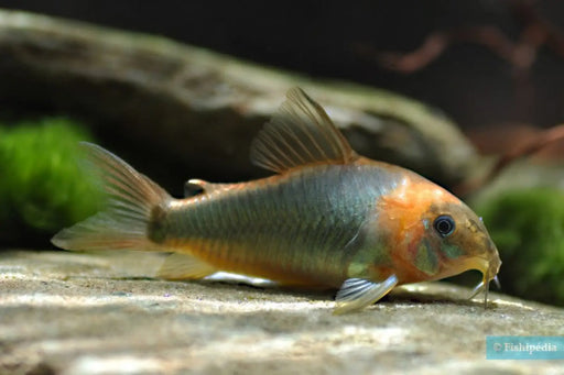 Corydoras eque - animals & pet supplies