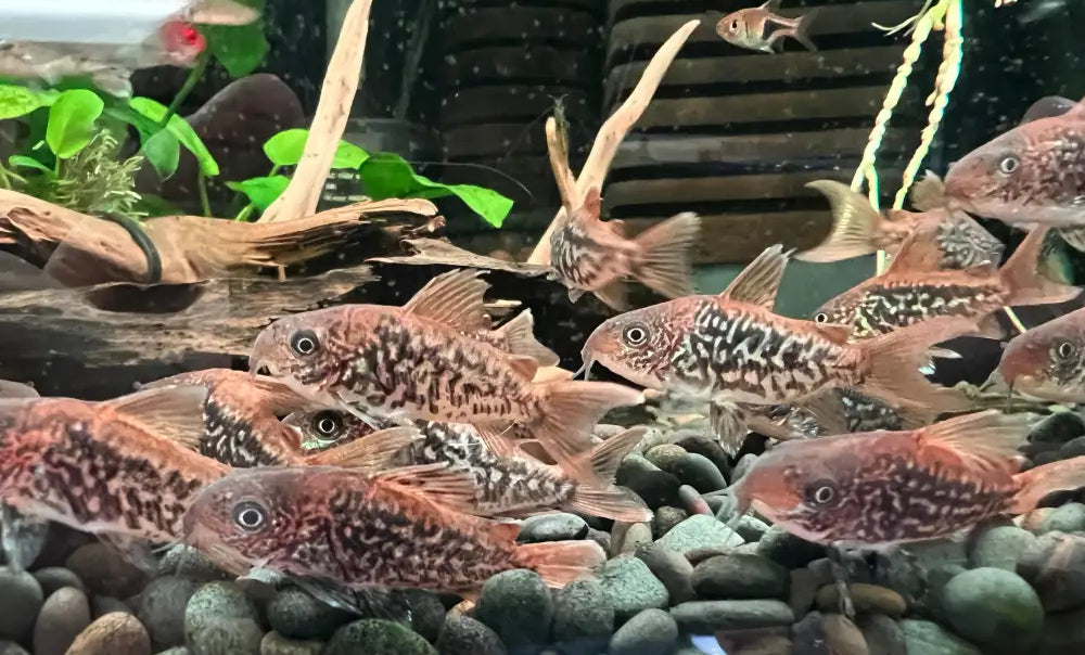 Corydoras pantanalensis (c005) - animals & pet supplies