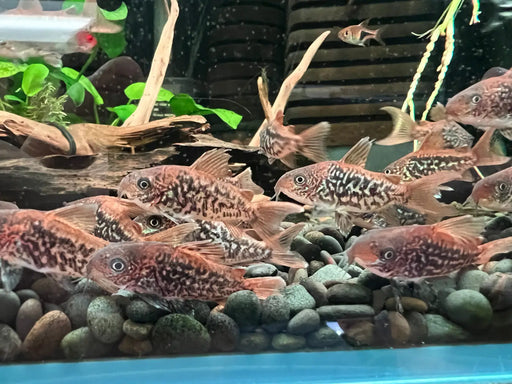 Corydoras pantanalensis (c005) - animals & pet supplies
