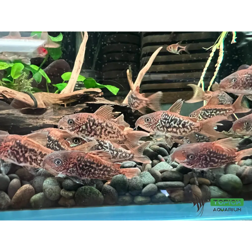 Corydoras pantanalensis (c005) - animals & pet supplies