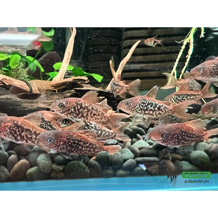 Corydoras pantanalensis (c005) - animals & pet supplies