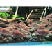 Corydoras pantanalensis (c005) - animals & pet supplies