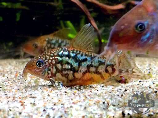 Corydoras pantanalensis (c005) - animals & pet supplies